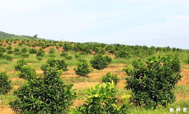 什么样的环境适合种植脐橙? 什么样的环境适合种植脐橙?