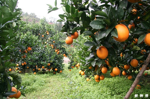什么样的环境适合种植脐橙? 什么样的环境适合种植脐橙?