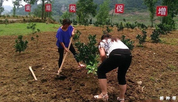 脐橙幼龄树怎么样施肥？