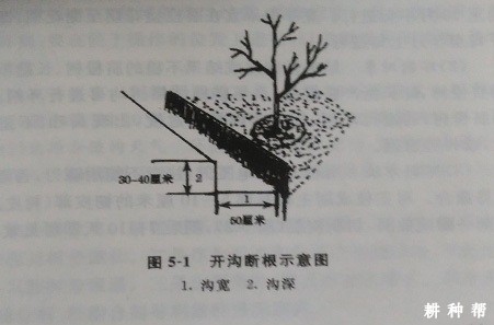 脐橙断根促花如何操作？