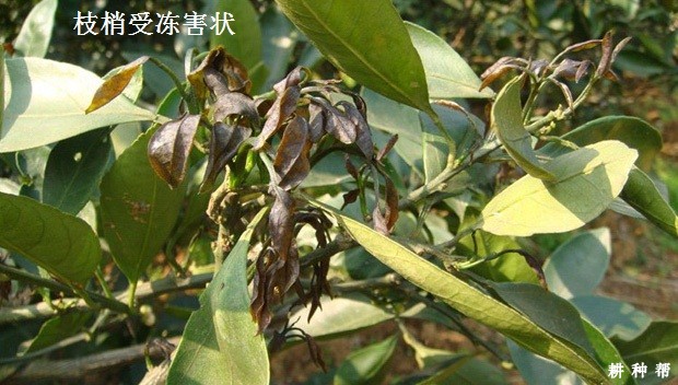 怎样控制脐橙晚秋梢发生？