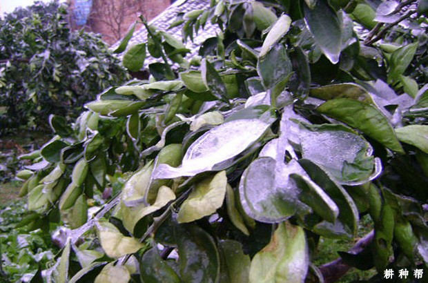 怎样控制脐橙晚秋梢发生？