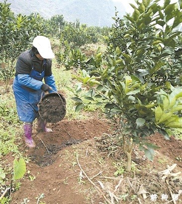 脐橙施肥方法有几种？