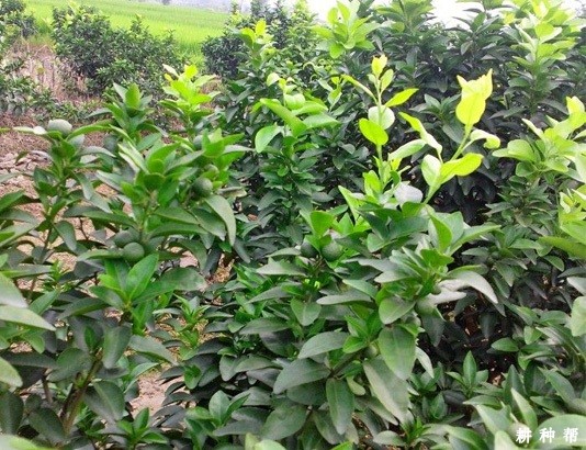 脐橙树秋梢怎么样培养？