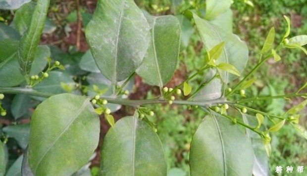 脐橙树秋梢怎么样培养？