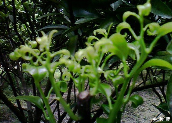 脐橙树秋梢怎么样培养？