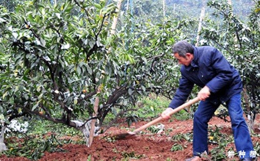 怎么样给脐橙培土？