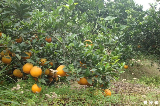 盛果期的脐橙树如何修剪？