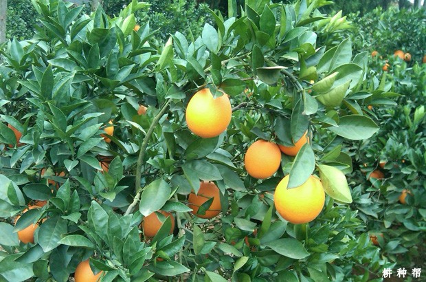 盛果期的脐橙树如何修剪？