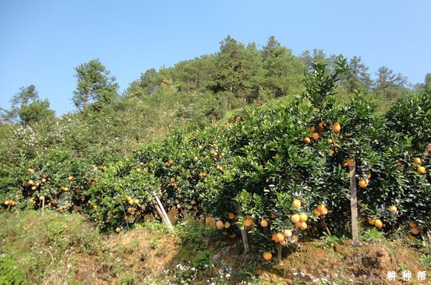 盛果期的脐橙树如何修剪？