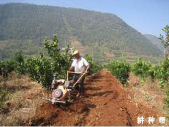 脐橙幼树如何改土? 脐橙幼树如何改土?
