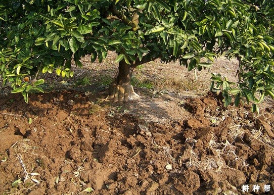 脐橙幼树如何改土? 脐橙幼树如何改土?
