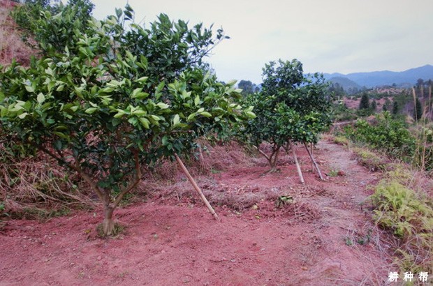 初结果脐橙树怎样修剪? 初结果脐橙树怎样修剪?