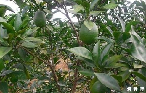 初结果脐橙树怎样修剪? 初结果脐橙树怎样修剪?