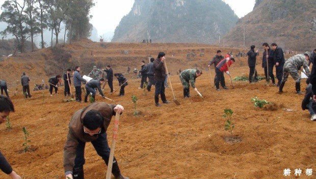 脐橙怎么样种植？