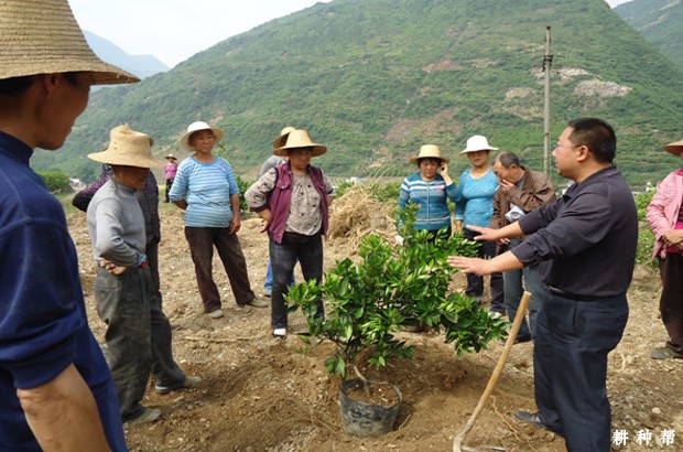 脐橙怎么样种植？