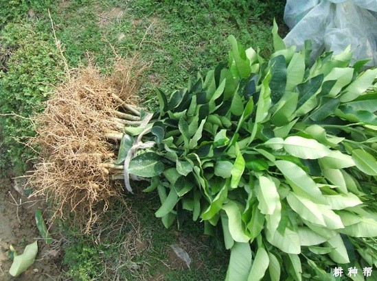 脐橙怎么样种植？