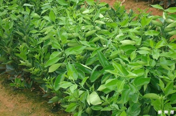 脐橙怎么样种植？