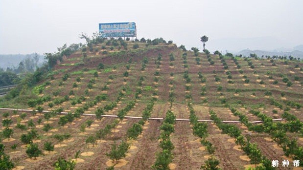 脐橙怎么样种植？