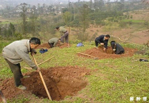 脐橙定植穴怎么准备? 脐橙定植穴怎么准备?