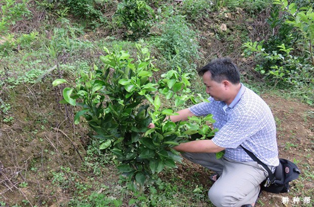 脐橙幼树怎么修剪？