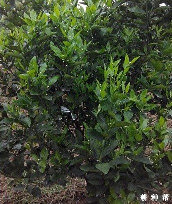 脐橙幼树怎么修剪？