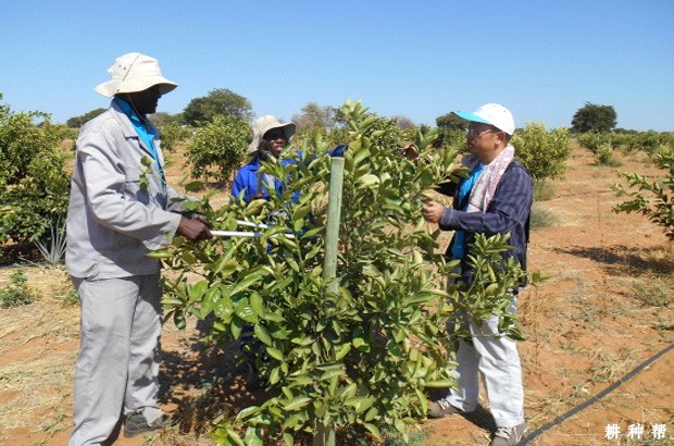 脐橙幼树怎么修剪？