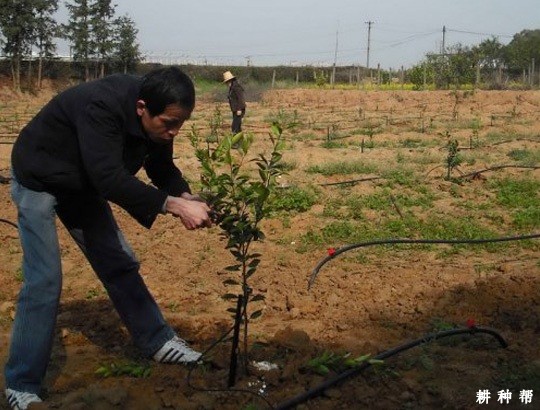 脐橙幼树怎么修剪？