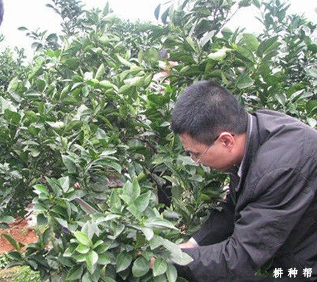 脐橙树怎样扭枝（弯枝）促花？