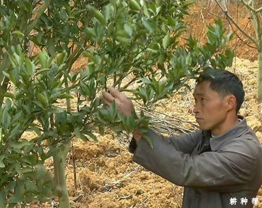 脐橙树怎样扭枝（弯枝）促花？