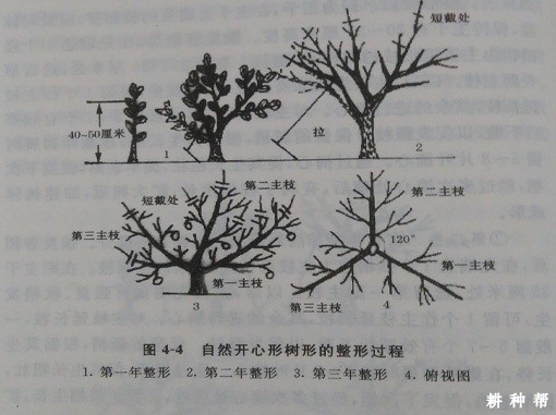 脐橙幼树怎样整形？