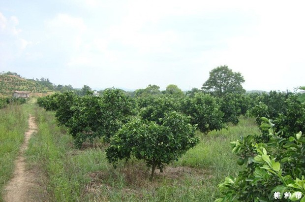 脐橙幼树怎样整形？