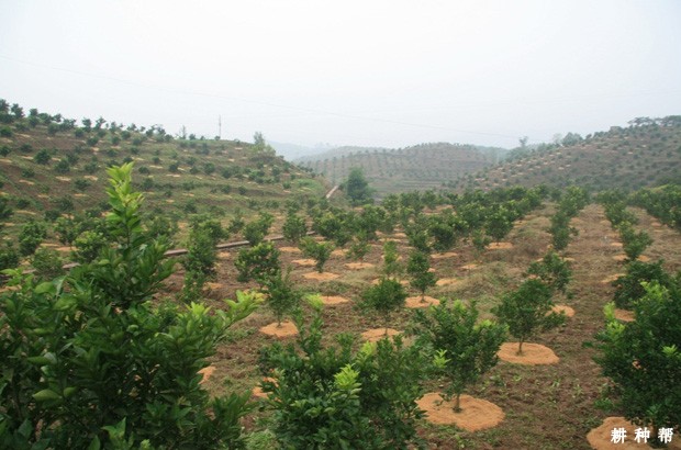 脐橙幼树怎样整形？