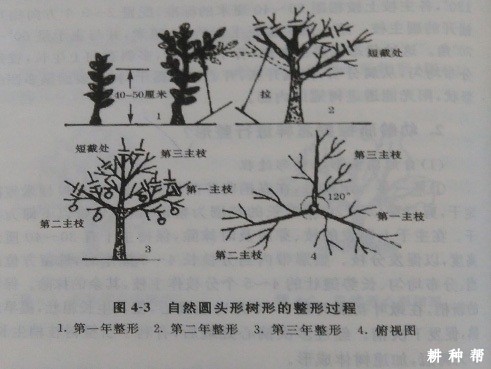 脐橙幼树怎样整形？