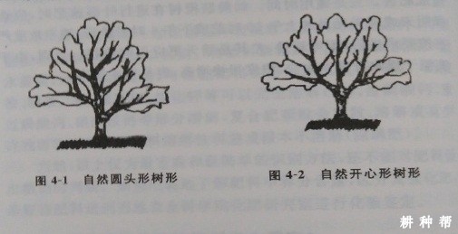 脐橙树有几种树形？