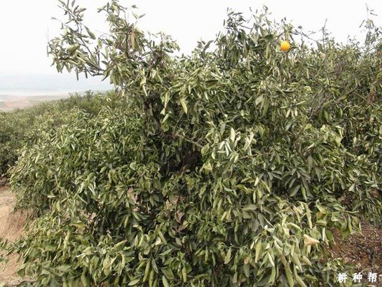 脐橙树冬季怎么防冻害？