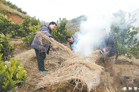 脐橙树冬季怎么防冻害？