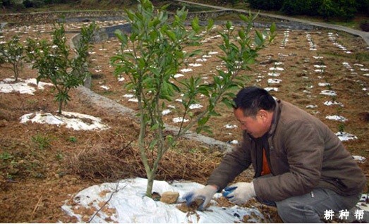 脐橙树冬季怎么防冻害？