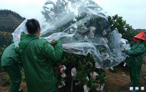 脐橙树冬季怎么防冻害？