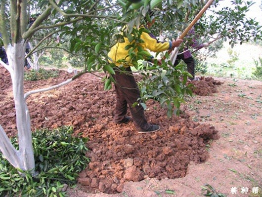 脐橙冬季怎样清园? 脐橙冬季怎样清园?