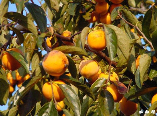 赤柿品种好不好？