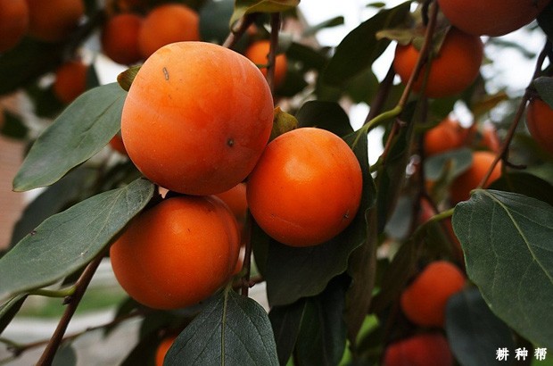 赤柿品种好不好？