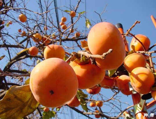 赤柿品种好不好？