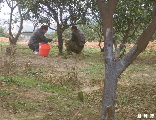 脐橙冬季怎样清园? 脐橙冬季怎样清园?