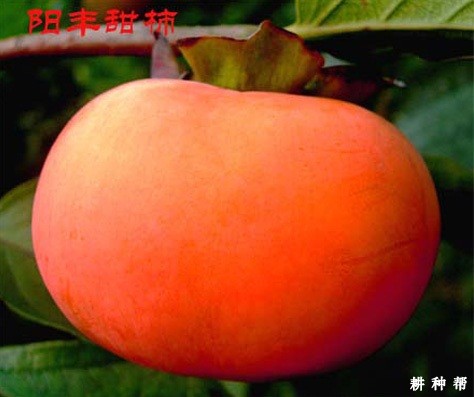 阳丰甜柿品种好不好？