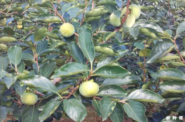 阳丰甜柿品种好不好？