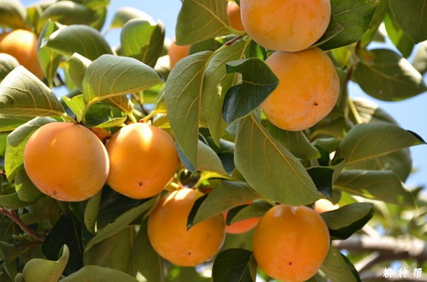 阳丰甜柿品种好不好？