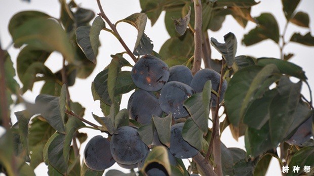 东洋柿子品种好不好？