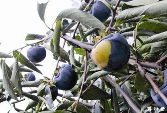 东洋柿子品种好不好？