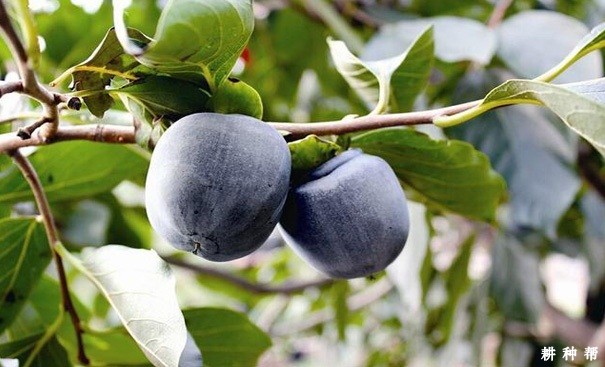 东洋柿子品种好不好？